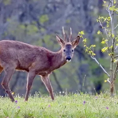 Apartment En Pierre Blanquefort-sur-Briolance