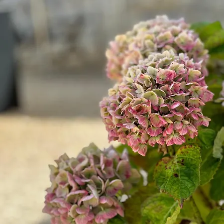 En Pierre Blanquefort-sur-Briolance