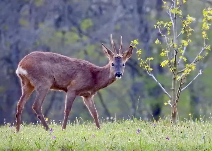 Apartamento En Pierre Blanquefort-sur-Briolance