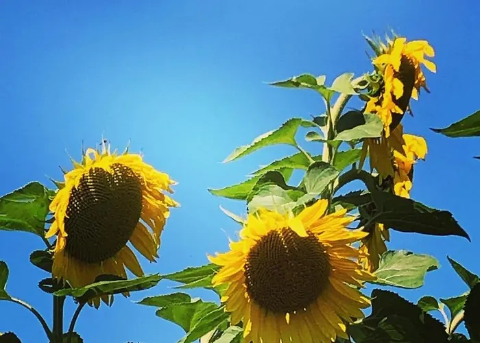 En Pierre Apartamento *